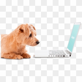 Perro Computadora Png, Transparent Png - perritos png