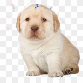 #perritos - Puppy Handing You A Joint, HD Png Download - perritos png