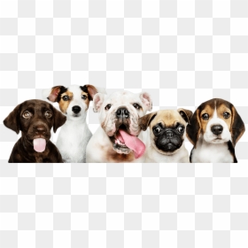 Perritos - Variation Of Dogs, HD Png Download - perritos png