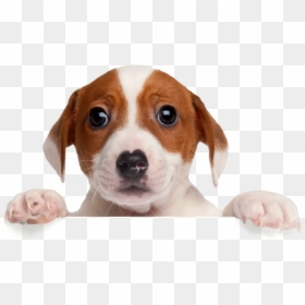 Dont Forget Me Dog, HD Png Download - perritos png