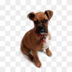 #stickers #scsilhouette #silhouette #perritos #mascota - Boxer, HD Png Download - perritos png