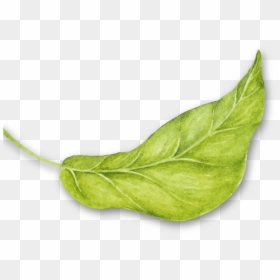 Rev Hojas4 - Arugula, HD Png Download - enredaderas png