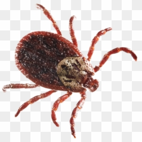 Insect, HD Png Download - ticks png