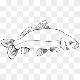 Carp 2 - Carp Fish Outline Drawing, HD Png Download - carp png