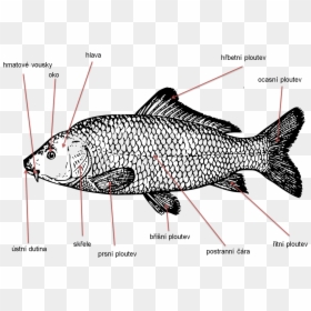 Koi Carp Fishing Clip Art - Carp Black And White, HD Png Download - carp png