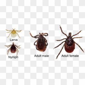 Testimonial - Tick, HD Png Download - ticks png
