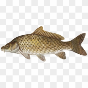 Gulfam Fish In Pakistan, HD Png Download - carp png