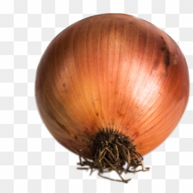 Cebolla - Yellow Onion, HD Png Download - cebolla png