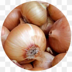 Onion, HD Png Download - cebolla png