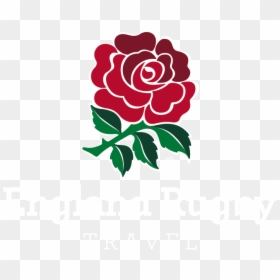 Rugby World Cup - Logo England Rugby World Cup, HD Png Download - rugby png