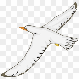 Seabird, HD Png Download - gaviota png