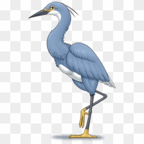 Little Blue Heron, HD Png Download - heron png