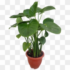 Flowerpot, HD Png Download - water plant png