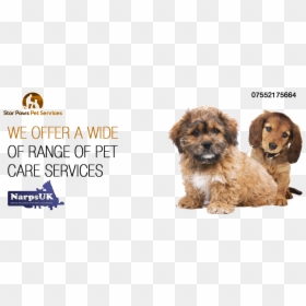 Star Paws Dog Walking And Home Pet Services - Shih-poo, HD Png Download - dog walker png
