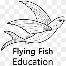 Drawing, HD Png Download - flying fish png