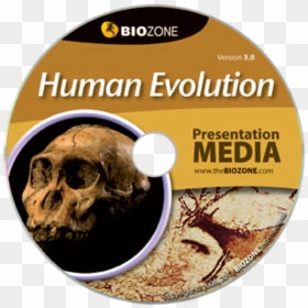 Picture Of Human Evolution - Evolution, HD Png Download - human evolution png