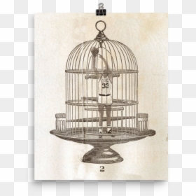 Larry Bird In A Cage By Johnny Hollick - Vintage Bird Cage Illustration, HD Png Download - flying fish png