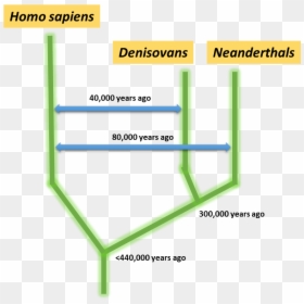 Neander Homo Sapiens Denisovans, HD Png Download - human evolution png