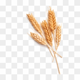 Einkorn Wheat, HD Png Download - espigas de trigo png