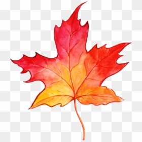 Maple Leaf, HD Png Download - fall watercolor png