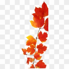 Fall Leaves, HD Png Download - fall watercolor png
