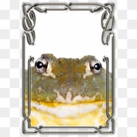 African Bullfrog , Png Download - Bufo, Transparent Png - african border png