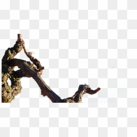Macro Photography, HD Png Download - tree png transparente