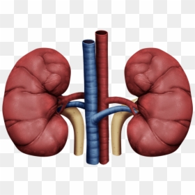 Thumb Image - Kidney Png, Transparent Png - kidneys png