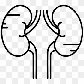 Two Kidneys - Kidney Black And White Clipart, HD Png Download - kidneys png