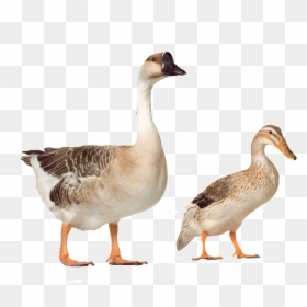 Beautiful And Beautiful Physical Poultry Png - Farm Duck Png, Transparent Png - poultry png