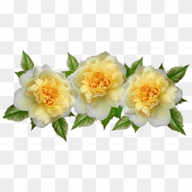 Rosa Amarela Png, Transparent Png - raindrops png