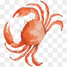 Crab Drawing, HD Png Download - leg png