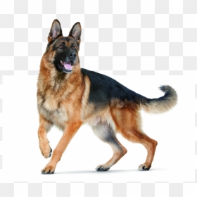 Dog Png For Editing, Transparent Png - german shepherd png