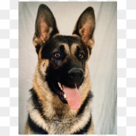 German Shepherd Png, Transparent Png - german shepherd png