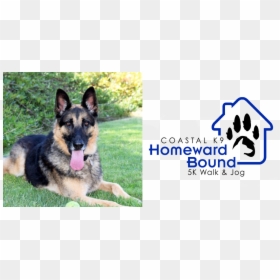 Old German Shepherd Dog, HD Png Download - german shepherd png