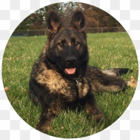 Old German Shepherd Dog, HD Png Download - german shepherd png