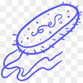 Single Celled Organism Png, Transparent Png - bacteria png