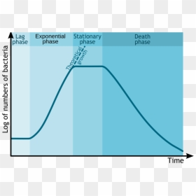 Bacterial Growth Curve, HD Png Download - bacteria png