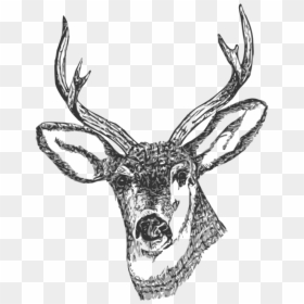 Deer Head Png, Transparent Png - deer head silhouette png