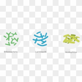Friendly Bacteria, HD Png Download - bacteria png
