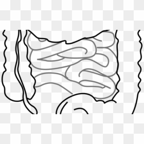 Intestine Diagram Black And White, HD Png Download - bacteria png