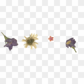 Pressed Dried Flowers Transparent, HD Png Download - flowers png tumblr