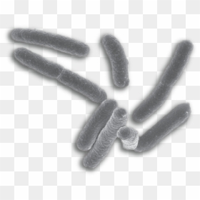Single Bacteria Transparent Background, HD Png Download - bacteria png