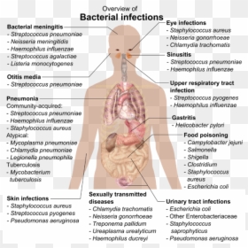 Overview Of Bacterial Infections, HD Png Download - bacteria png