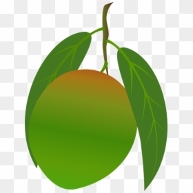 Mango, HD Png Download - green mango png