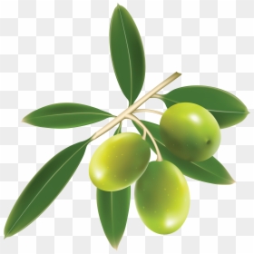 Olive Vector Free, HD Png Download - green mango png