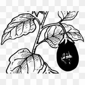 Eggplant Plant Clipart Black And White, HD Png Download - brinjal png
