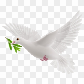 White Flying Pigeon Png, Transparent Png - white pigeon png