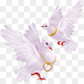Dove For Wedding Png, Transparent Png - white pigeon png