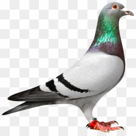 Pigeon Png, Transparent Png - white pigeon png